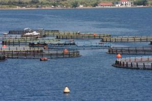 Fish farm