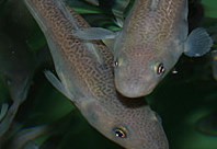 Farmed Cod - Courtesy of Fiskeriforskning