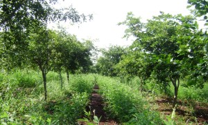 Pigeonpea growing between rows of 3 yr old Pongamia trees on the TOIL farm
